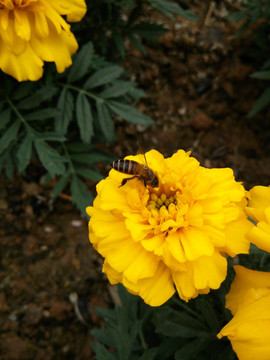 蜜蜂 花卉