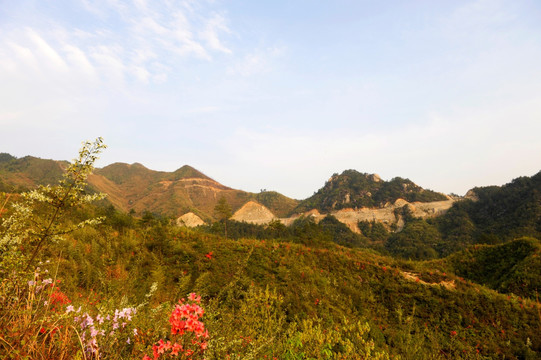 漫山野杜鹃花