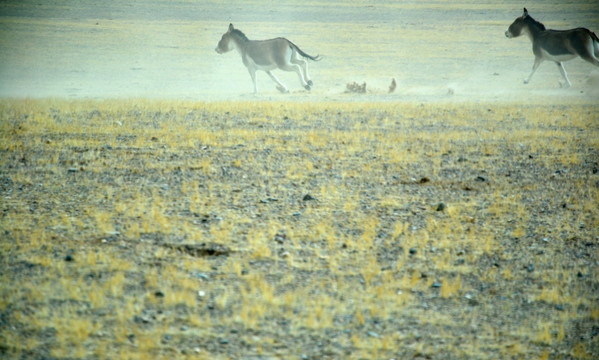 西藏风光 奔跑的藏野驴