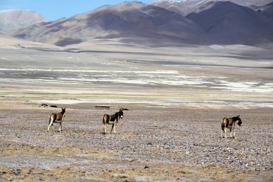 西藏风光 藏野驴