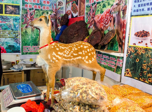 鹿 鹿茸 小鹿