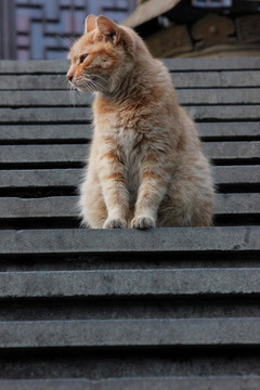 台阶上的猫