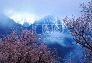 西藏雪山桃花