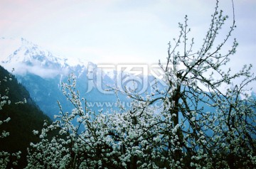 西藏雪山桃花