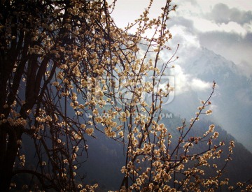 西藏雪山桃花