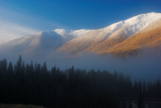 晨光熹微中显现出来的雪山松林