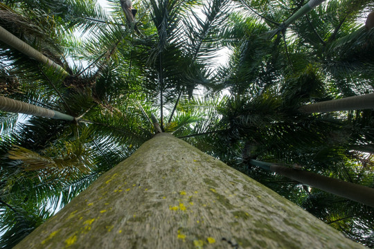 棕榈树树林