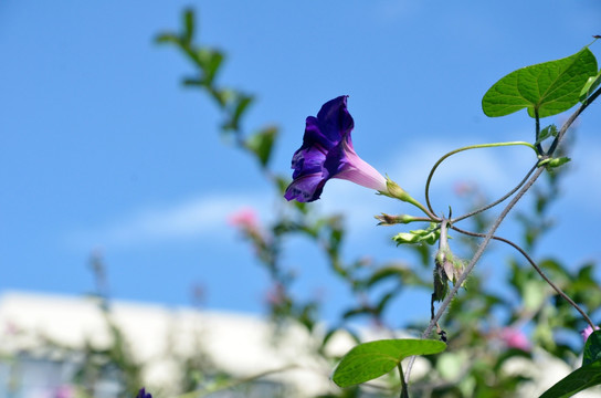 牵牛花