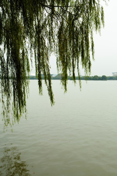 湖 垂柳