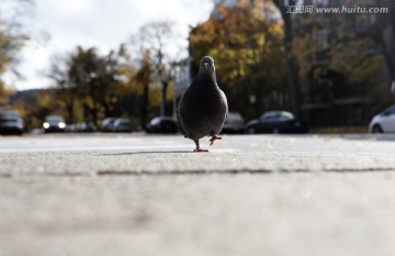 公园里的鸽子