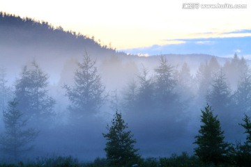 森林夜雾迷漫