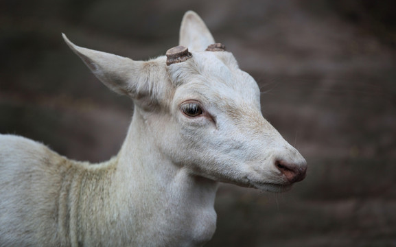 动物摄影素材山羊
