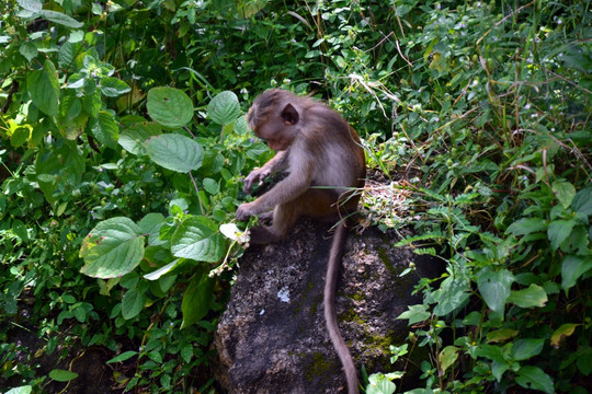 斯里兰卡猕猴