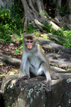 斯里兰卡猕猴