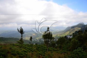 斯里兰卡风光 茶山