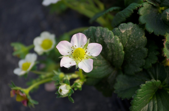 温室草莓花