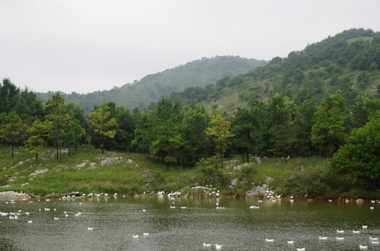 鸭戏碧水青山间