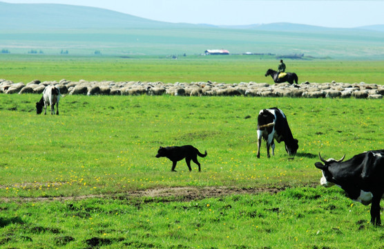 草原放牧 牛群 羊群