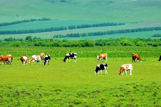 夏季的呼伦贝尔草原 牛群 牧场