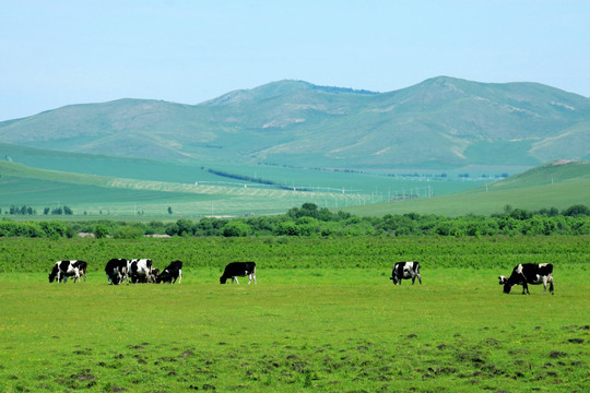 草原牧场 奶牛 牛群