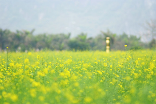 油菜花