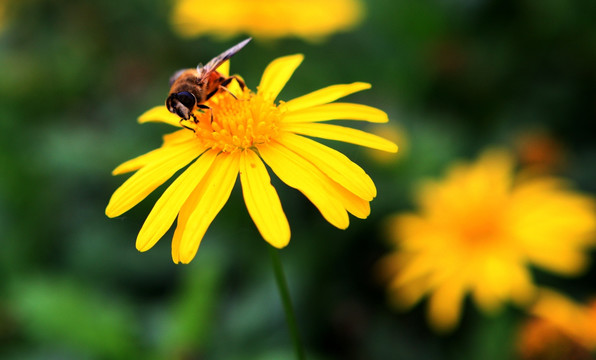 植物花卉蜜蜂