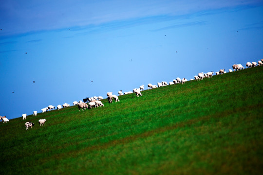 羊群 呼伦贝尔大草原 内蒙