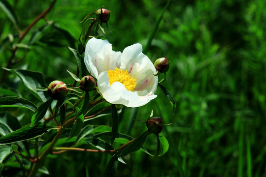 野生芍药花