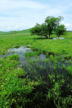 湿地 一棵树