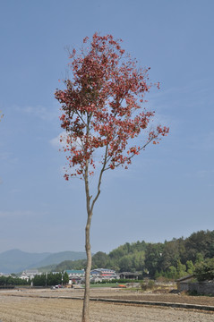 一棵红色树叶的树