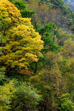松坪沟 彩林 秋色 黄叶