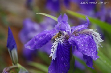 雨中的蝴蝶兰和蜜蜂