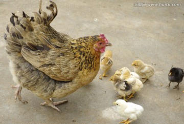 母鸡带小鸡