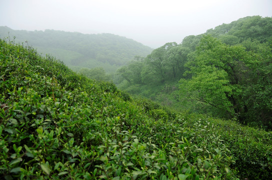 雨中山坡茶园