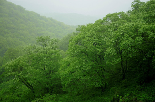 雨中山与树林