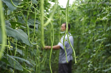 摘豆角的男人