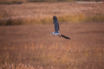 湿地里飞翔的苍鹭
