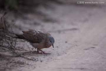 环颈斑鸠