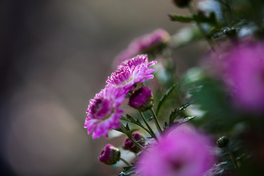 菊花上的水珠