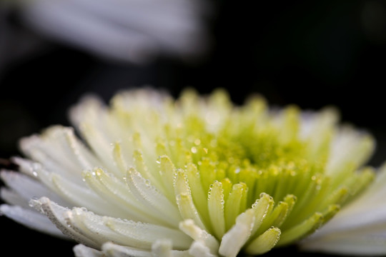 菊花上水滴