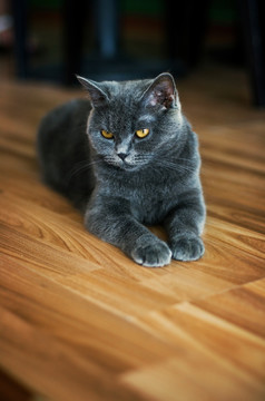 猫咪