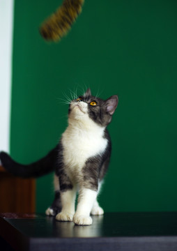 猫咪