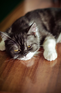 猫咪