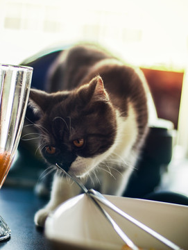 猫咪