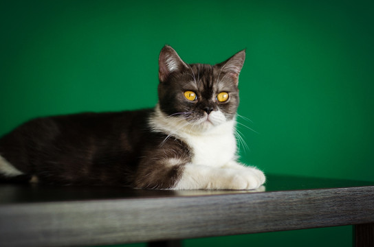 猫咪