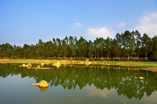 树林 风景