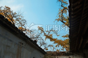 院墙外的银杏树