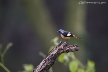 北红尾鸲 小鸟