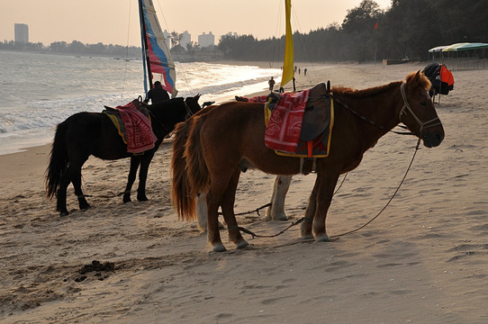 沙滩上的两匹马