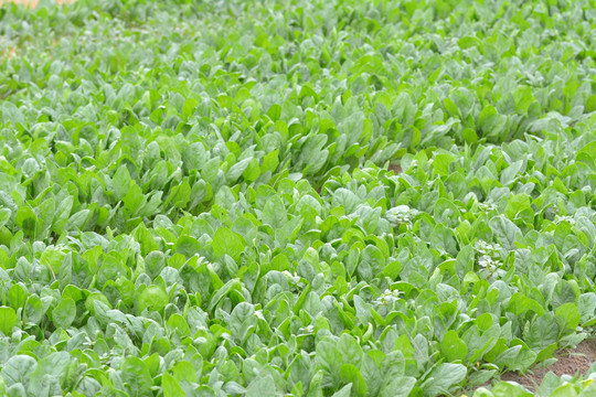 菠菜种植